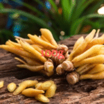 Gachai/Kaempfer / Galingale-กระชาย (pack 100g)