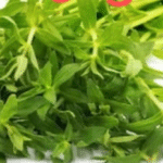 Kayang Leaves-ผักแขยง 100g/Pack