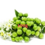 Pea eggplant/ nightshades มะเขือพวง (pack 100g)