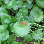 Van Keaw leaves-ผักแว่นแก้ว (pack 100g)