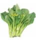 Cantonese Lettuce/Chinese Spinach - ผักกวางตุ้ง 100g